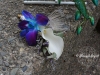 White calla & blue orchid accented with feather & greens