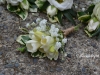 Freesia