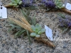 Natures Pickins ~ Variety Of  Botanicals WIth Wheat & Moss