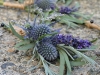 Scottish Thistle & lavender