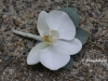 White  Phalaenopsis orchid