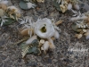 White lisianthus flower