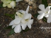 White dendrobium orchids