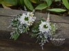 Wild Flower Flare