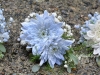 Blue Mist