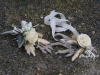 bohemian-rhapsody-corsages