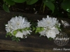 White & green  wrist corsages