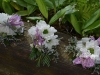 wild flower waltz
