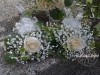 Posy bouquets ~ Ivory Roses With Babys Breath