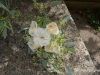 Posy bouquet in white & blush tones