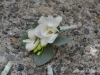 for the ring bearer ~ white freesia & greens to accent
