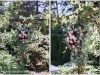 Burgundy Bliss ~ Floral Swag