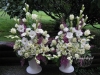 Prelude to spring in pedestal urns ~ for alter or aisle entry