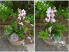 Botanical Garden Cheer