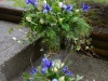 Blue Iris Tributes