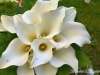 Calla Lily Waltz ~ Details