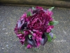 Aubergine Dream