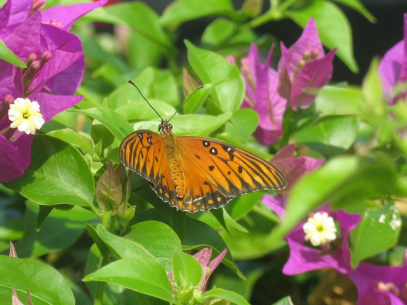 Butterfly on bougainvillea bush
